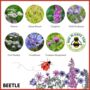 Wildflower Seedballs For Garden Wildlife Set Of Six, thumbnail 10 of 12