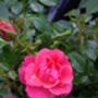 50th Birthday Gift Rose Fabulous At 50, thumbnail 2 of 2