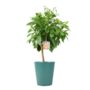 Citrus Orange Tree – 5 L Pot Indoor Fruit Plant, thumbnail 2 of 4