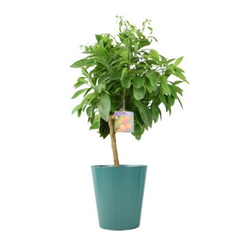 Citrus Orange Tree – 5 L Pot Indoor Fruit Plant, 2 of 4