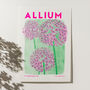 Allium Flower Risograph Print, thumbnail 2 of 4