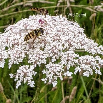 Bring Back Biodiversity Wildflower Seed Packet, 9 of 9