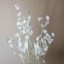 Natural Dried Bleached Lunaria Honesty Bunch, thumbnail 1 of 4