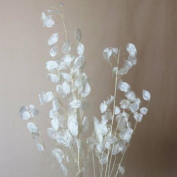 Natural Dried Bleached Lunaria Honesty Bunch By Sun And Day ...