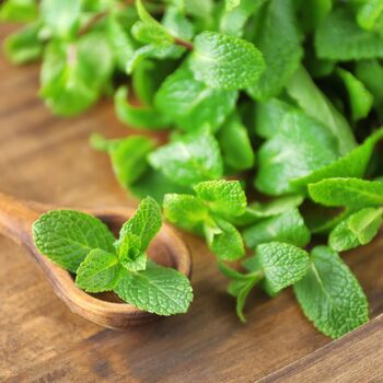 Herb Plants, Lemon Balm, Full Plants In 9cm Pots, 4 of 4