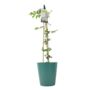 Clematis Samaritan Jo – Blue And White Patio Climber, thumbnail 3 of 5