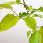 Wild Cherry 'The Tree Of Good Fortune' Gift, thumbnail 5 of 5