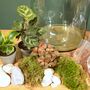 Large Diy Terrarium Kit With Three Plants Plant Gift, thumbnail 6 of 10
