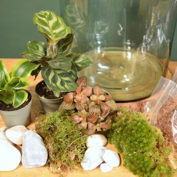 Large Diy Terrarium Kit With Three Plants Plant Gift, 6 of 10