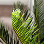 Faux Potted Cycad Palm Tree Plant, thumbnail 5 of 7