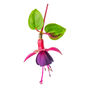 Fuchsia 'Lady Boothby' One Litre Pot, thumbnail 1 of 6