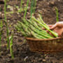 Vegetable Plants Asparagus 'Gijnlim' One X Two L Pot, thumbnail 4 of 5