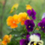 Pansy Plants Delta 'Halloween Mix', thumbnail 4 of 4