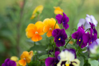 Pansy Plants Delta 'Halloween Mix', 4 of 4