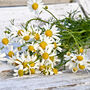 Gardening Gift. Grow Your Own Chamomile Tea, thumbnail 4 of 5