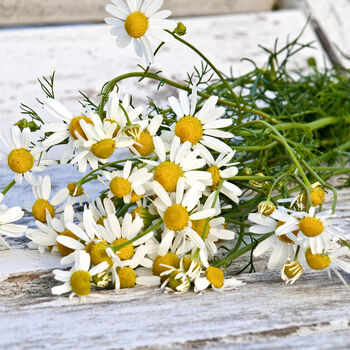 Gardening Gift. Grow Your Own Chamomile Tea, 4 of 5