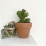 Unusual House Plant Buddhas Temple, thumbnail 1 of 3