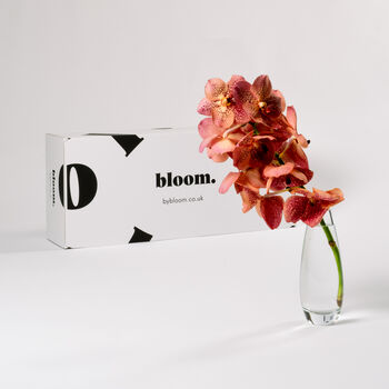 Magenta Haze Vanda Orchid Flowers, 2 of 3