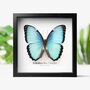 Peleides Blue Morpho Butterfly Entomology Frame, thumbnail 1 of 3