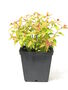 Spirea Japonica Plants, 'Goldflame', thumbnail 1 of 2