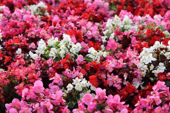 Begonia Plants 'Organdy Mixed' 12 X Compact Plant Pack, 3 of 9