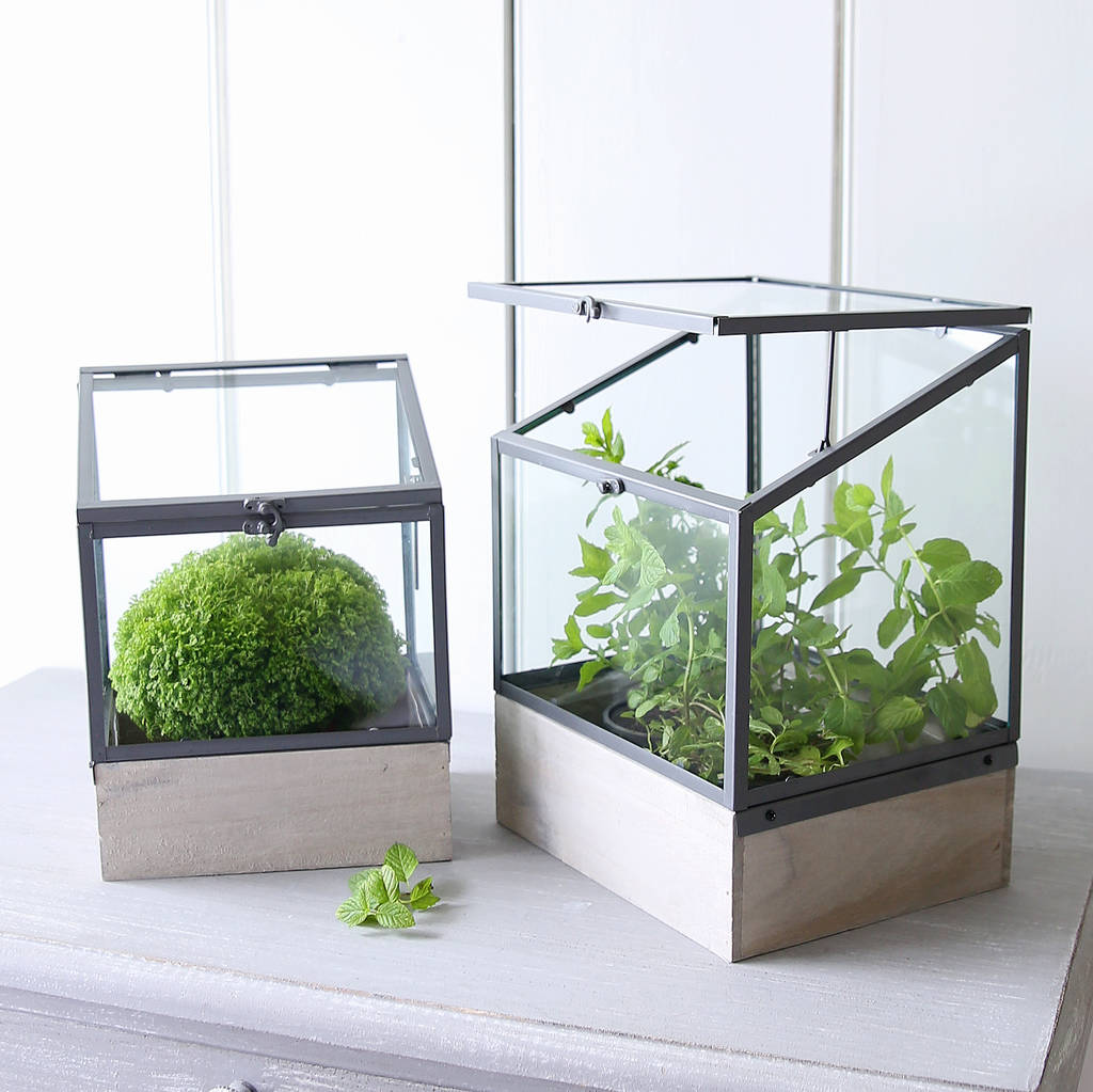  mini  greenhouse  plant  box by red lilly 