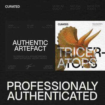 Triceratops Dinosaur Bone Authentic Fossil Wall Hanging Frame, 2 of 4