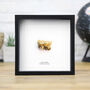 Cave Bear Tooth Box Frame Real Authentic Jurassic Dinosaur Fossil Museum Quality Natural History Interior Design Home Decor Display Gift Ornament, thumbnail 1 of 4