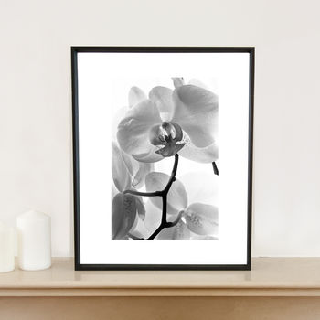 white orchid i, black and white signed art print by paul cooklin ...