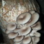 Oyster Mushroom Log Grow Kit, Gift Voucher Option, thumbnail 6 of 7