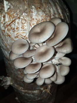 Oyster Mushroom Log Grow Kit, Gift Voucher Option, 6 of 7