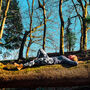 Yoga And Forest Bathing Experience In Brighton. For Two, thumbnail 1 of 12