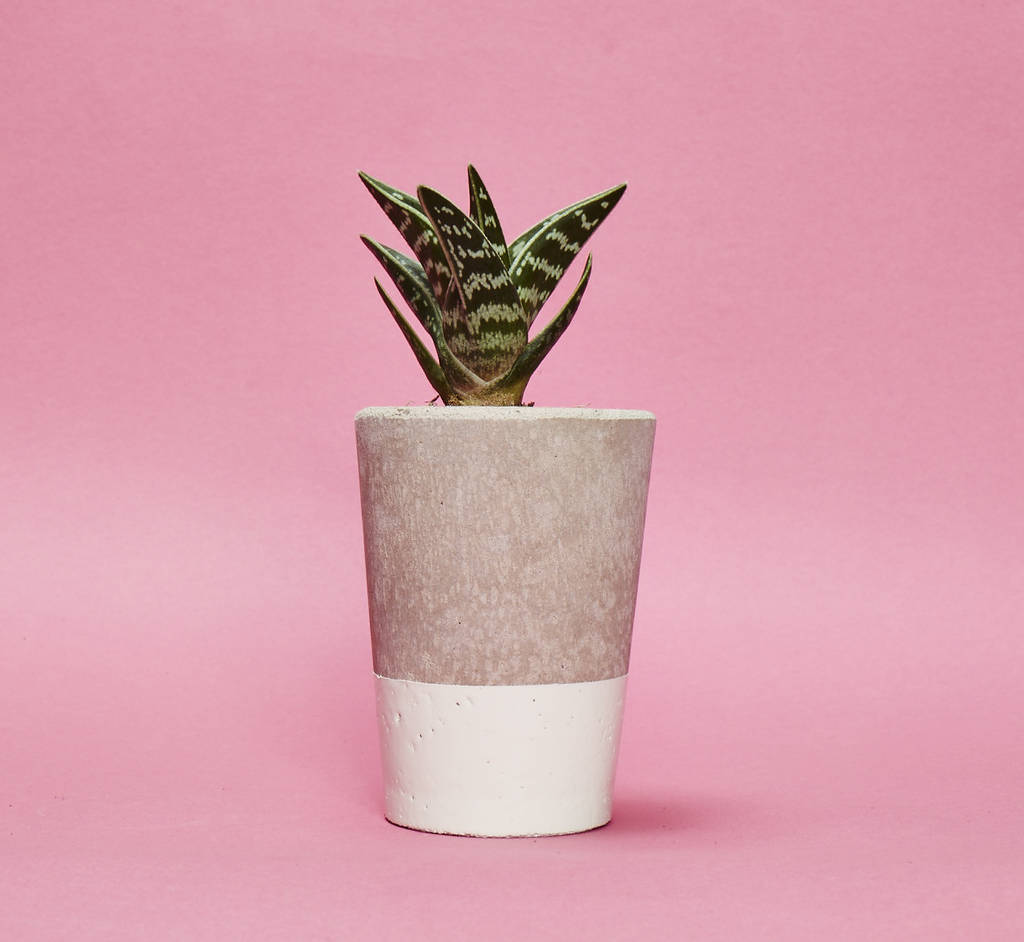 Concrete Pot Tall With Cactus/ Succulent In White, 1 of 3
