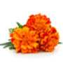 Marigold 'French Mix' 20 X Plant Pack, thumbnail 2 of 2