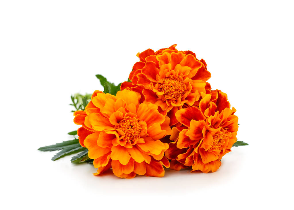 Marigold 'French Mix' 20 X Plant Pack By Acqua Garden