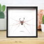 Tailless Whip Scorpion Insect Bug Moth Butterfly Box Frame Entomology Taxidermy Interior Design Modern Home Decor Wall Hanging Display Gift Ornament, thumbnail 1 of 3
