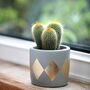 Gold Dip Cement Plant Pot With A Succulent Or Cactus, thumbnail 2 of 2