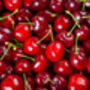 Cherry Tree, 'Summit', thumbnail 10 of 12