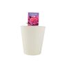Dad Rose Plant Gift – Free Standard Gift Wrap, thumbnail 3 of 5