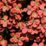 Flowers Aubretia Red Six X Plug Plant Pack, thumbnail 3 of 5