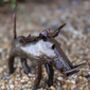 Small Warthog Handmade Recycled Metal Garden Ornament, thumbnail 1 of 2