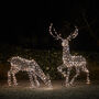 Xl Studley Rattan Stag And Doe Dual LED Reindeer, thumbnail 2 of 3