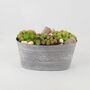 Sempervivum Leafy Vine Trough Planter – Succulent Gift, thumbnail 2 of 3