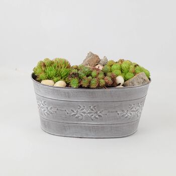 Sempervivum Leafy Vine Trough Planter – Succulent Gift, 2 of 3