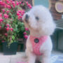 Dusky Pink Daisies Floral Dog Harness, thumbnail 3 of 9