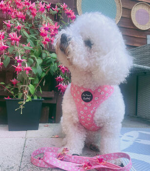 Dusky Pink Daisies Floral Dog Harness, 3 of 9