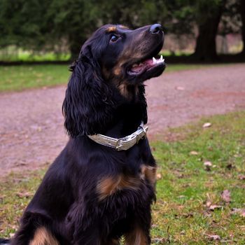 Personalised Pinatex Dog Collar, 3 of 10