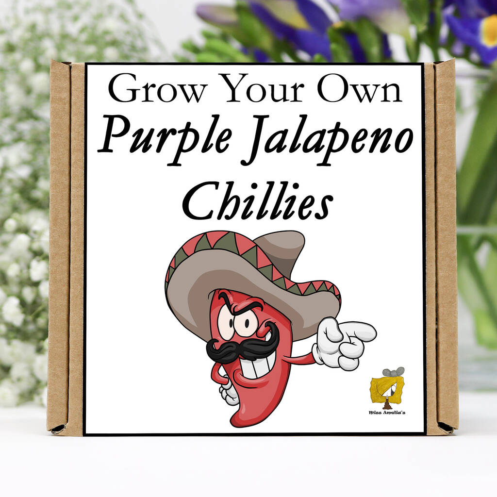 Grow Your Own Chilli Plant. Purple Jalapeno Seeds Kit, 1 of 6