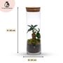 Fully Assembled Bonsai Terrarium Gift | 'Tokyo', thumbnail 2 of 9