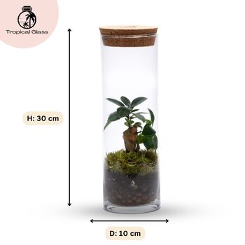 Fully Assembled Bonsai Terrarium Gift | 'Tokyo', 2 of 9